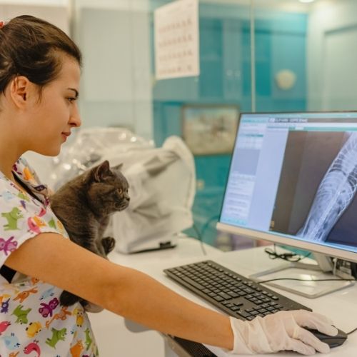 Veterinary radiology technician salary