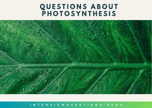 Good Questions about Photosynthesis